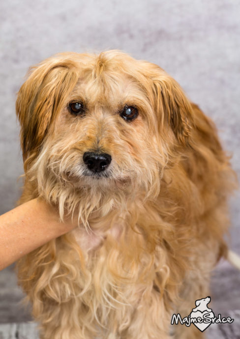 Pawlinka na adopciu.