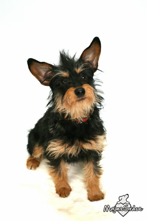 pes na adopciu lolita